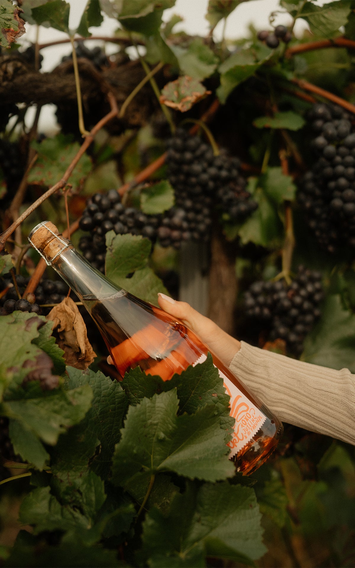 Rosé Vita Sekt